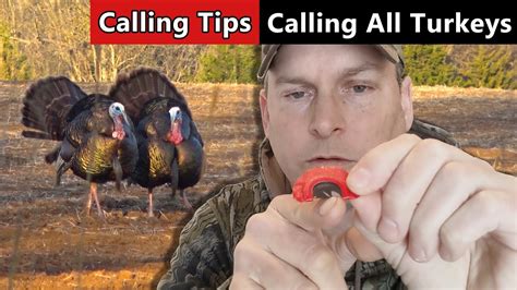 funny turkey call video|turkey noises youtube.